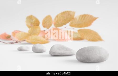 Reihe von Pebbes mit farbigen Herbstblättern, Zen Stillleben, auf neutralem Hintergrund Stockfoto