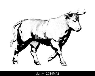 Großer Stier isoliert auf weißem Hintergrund. Ergebnis des Renderings des 3D-Modells Stockfoto