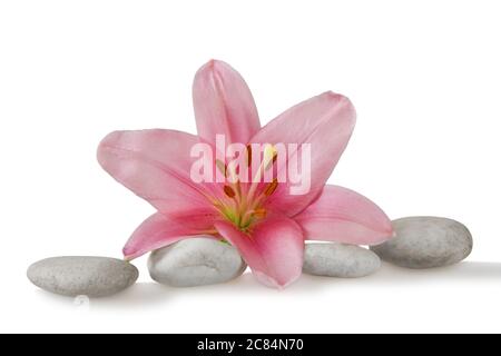 Wellness Stillleben Kieselsteine und rosa madonna Lilie, High-Key-Studio-Aufnahme Stockfoto