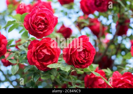 Schöner Busch von roten Rosen in einem Frühlingsgarten. Roter Rosenbusch - Nahaufnahme Stockfoto