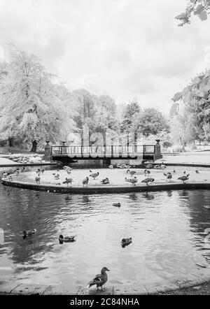 Infrarotbild von Small Lake mit Ducks und Fußgängerübergangsüberquerung in den Pavilion Gardens, Buxton im English Peak District Stockfoto