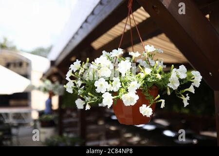 Blumentopf mit Blumen hängen auf der Veranda in der Nähe Stockfoto