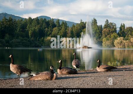 Kanadagänse an der Lost Lagoon und Jubilee Fountain im Stanley Park, Vancouver, British Columbia, Kanada. Stockfoto