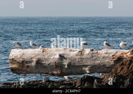 Amerikanische Heringsmöwen oder Smithsonian Möwen (Larus argentatus smithsonianus), die auf Treibholz stehen, He-Tin-Kis Park, Ucluelet, Vancouver Island, Brit Stockfoto