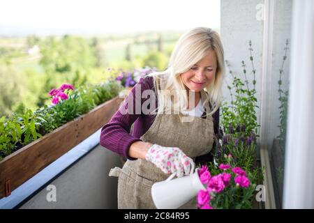 Ältere Frau im Sommer auf dem Balkon gärtnern, Pflanzen gießen. Stockfoto