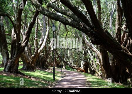 Neuseeland Auckland - Stadtpark Auckland Domain Walkway Stockfoto