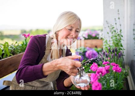 Ältere Frau im Sommer auf dem Balkon gärtnern, Pflanzen sprühen. Stockfoto