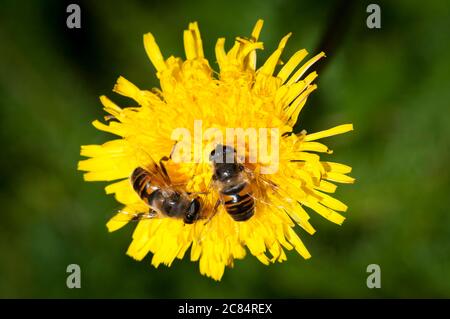 Schwebfliegen (syrphidae) auf Schmalblättrigen Weißwanzen (Hieracium umbellatum), Moraine Lake, Alberta, Kanada. Stockfoto