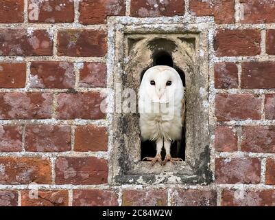 Erwachsene Norfolk-Scheuneneule, die aus ihrem Nistkasten herausschaut Stockfoto