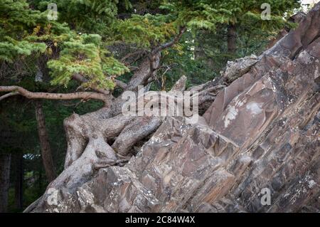 Baum wächst auf einem Felsen bei Bow Falls, Banff, Alberta, Kanada. Stockfoto