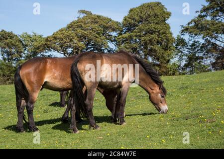 Exmoor Ponys grasen auf grünen Weiden außerhalb Dunster, Somerset UK Stockfoto