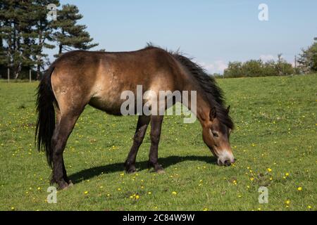 Exmoor Pony grasen auf grünen Weiden außerhalb Dunster, Somerset UK Stockfoto