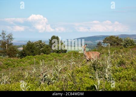 Rothirsche in Heidenlandschaft über Dunster, Somerset UK Stockfoto