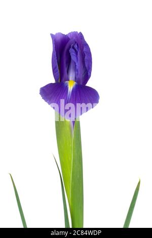 Iris germanica, Irisblume isoliert auf weiß Stockfoto