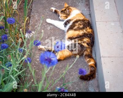 Tricolor calico weibliche Katze schlafen im Freien in der Nähe des Landhauses mit verschwommenen violetten Kornblumen im Vordergrund. Stockfoto