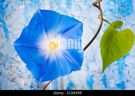 Dekorative Morgenblüte auf grunge blauem Hintergrund, Nahaufnahme Stockfoto