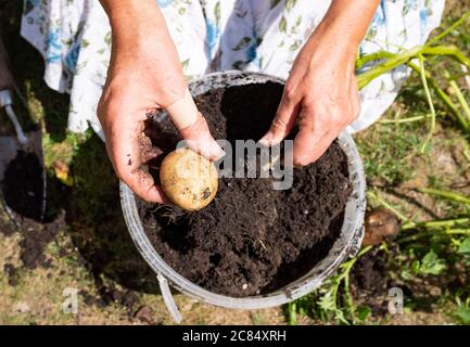 Weibliche Gärtnerin erntet hausgemachte Kartoffeln UK Stockfoto