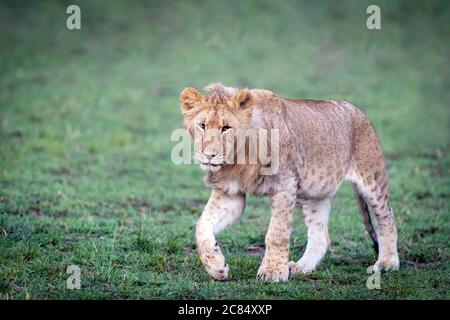 Junglöwe, panthera leo, im grünen Gras der Masai Mara, Kenia. Stockfoto