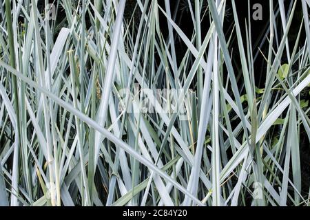 Lange dünne grüne Grashalme, Hintergrund oder Textur Stockfoto