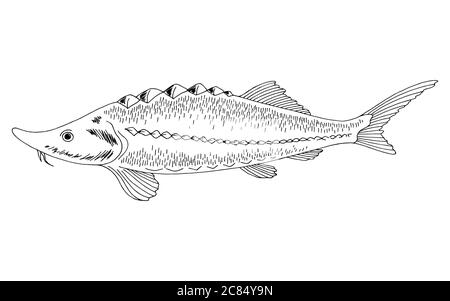 Störfisch Grafik schwarz weiß isoliert Illustration Vektor Stock Vektor