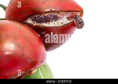 Porcellio Scaber essen auf einer überreifen schimmeligen Tomate Stockfoto