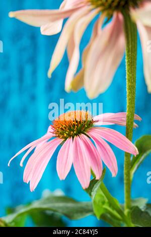 Zwei lila Koneblumen auf blauem Hintergrund Stockfoto