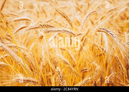 Viele Ähren von Weizen - dichte Dickichte von Getreide auf dem Feld - Herbst Erntezeit auf dem Feld Stockfoto