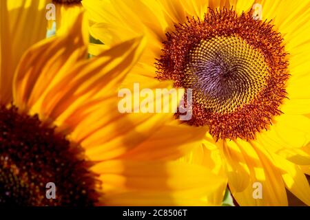 Zwei gelbe Sonnenblumen, Nahaufnahme, selektiver Fokus Stockfoto