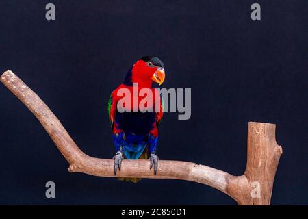 Lory Papagei (Lorius Lory) auf Holzbarsch mit weißem Hintergrund. Stockfoto