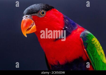 Lory Papagei (Lorius Lory) auf Holzbarsch mit weißem Hintergrund. Stockfoto