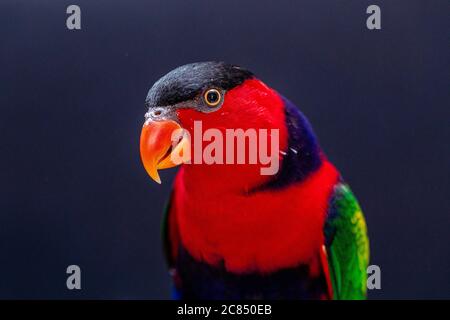 Lory Papagei (Lorius Lory) auf Holzbarsch mit weißem Hintergrund. Stockfoto