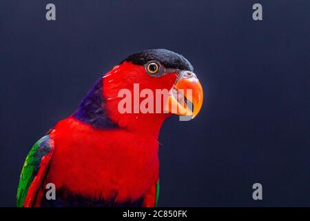 Lory Papagei (Lorius Lory) auf Holzbarsch mit weißem Hintergrund. Stockfoto