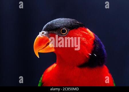 Lory Papagei (Lorius Lory) auf Holzbarsch mit weißem Hintergrund. Stockfoto