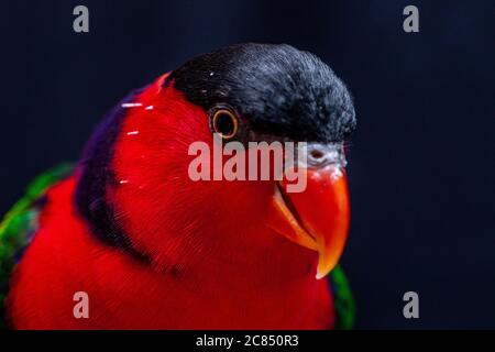 Lory Papagei (Lorius Lory) auf Holzbarsch mit weißem Hintergrund. Stockfoto