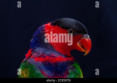 Lory Papagei (Lorius Lory) auf Holzbarsch mit weißem Hintergrund. Stockfoto