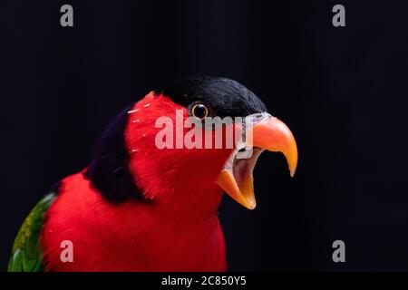 Lory Papagei (Lorius Lory) auf Holzbarsch mit weißem Hintergrund. Stockfoto