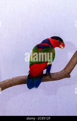 Lory Papagei (Lorius Lory) auf Holzbarsch mit weißem Hintergrund. Stockfoto