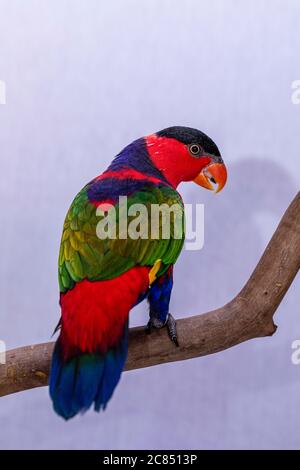 Lory Papagei (Lorius Lory) auf Holzbarsch mit weißem Hintergrund. Stockfoto