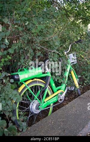 Ein elektrisches, dockloses Limettenrad links in Büschen neben der Straße in twickenham, middlesex, englnd Stockfoto