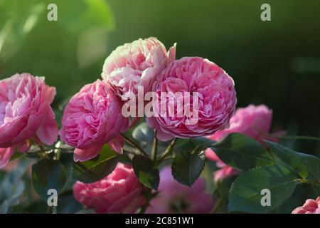 Englische Rose im Garten. Englische rosa Rose Prinzessin Alexandra von Kent im Sommergarten. Stockfoto