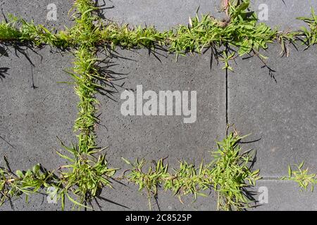 Wand aus grauen Steinen, mit Pflanze wächst zwischen dem Riss Stockfoto