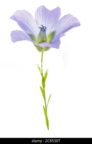 Blaue Flachsblume isoliert auf weiß Stockfoto