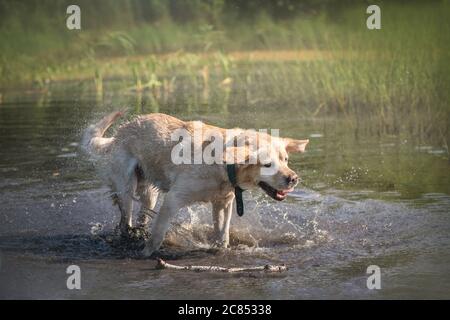 Hund Labrador steht in einem Teich und schüttelt ab Stockfoto