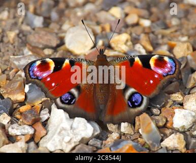 Ein Pfauenschmetterling, Inachis io, sonnt sich auf einem Schotterweg. Stockfoto