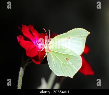 Ein Blick auf einen Schmetterling aus Brimstone, Gonepteryx rhamni, Nektarierung einer Blume in einem Gartenrand.Schmetterling Stockfoto