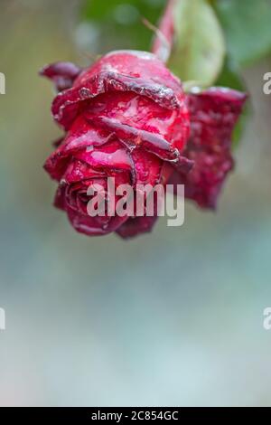 Rote Rose in kleinen Eiskristallen im Garten. Schneebedeckte Rose. Gefrorene schöne Blume Stockfoto