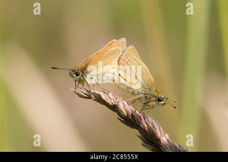 Kleine Skipper Schmetterlinge Paarung in Timble ings, in der Nähe Fewston Stausee, Harrogate, North Yorkshire Stockfoto