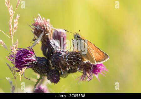 Kleiner Skipper Schmetterling in Timble ings, in der Nähe von Fewston Stausee, Harrogate, North Yorkshire Stockfoto