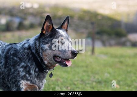 Australian Cattle Dog (blauer Heeler) Nahaufnahme des Hund Seitenprofils Stockfoto