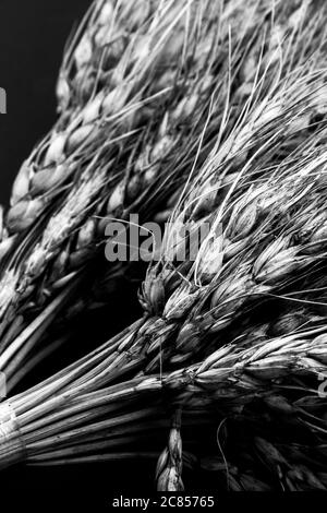 Schwarz-Weiß-Fotos von Weizenstielen Stockfoto